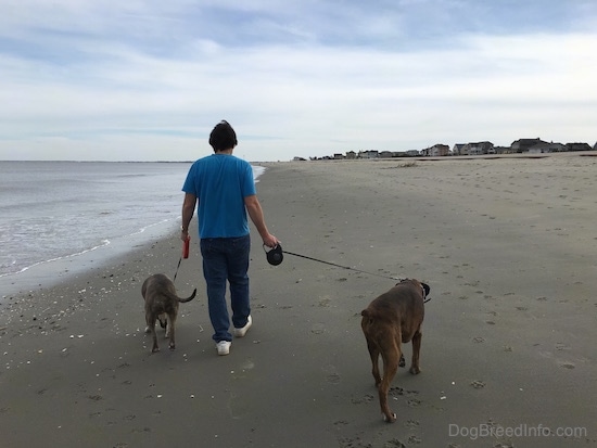 Bruno the Boxer and Spencer the Pitbull Terrier being walked beachside by a man