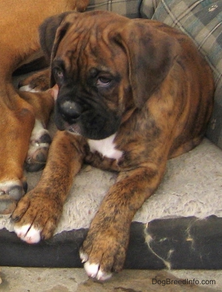 A little, adorable, wrinkly headed brown brindle boxer with white tipped paws and chest with droopy eyes laying on a dog bed next to a larger dog looking to the left.