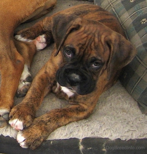 A little, adorable, wrinkly headed brown brindle boxer with white tipped paws and chest with droopy eyes laying on a dog bed next to a larger dog looking up at the camera.