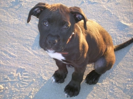 black boxer pitbull mix puppies