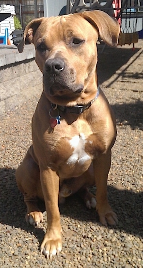 red nose pit mixed with boxer