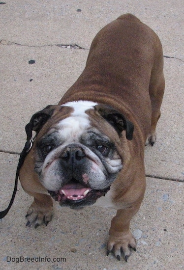 Topdown view of a big headed brown, white and black Bulldog that is standing on the sidewalk and it is looking up. 