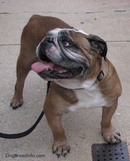 A brown with white and black English Bulldog is standing on a sidewalk, its mouth is open, its tongue is out, it is looking up and to the left. It has a large round wrinkly head.