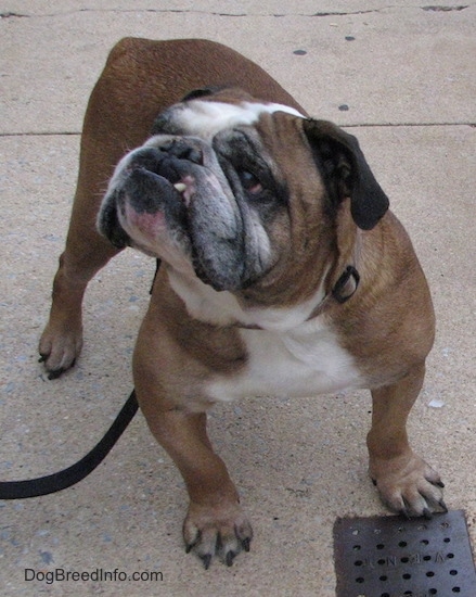 A brown with white and black english bulldog is standing on a sidewalk, it is looking up and to the left.