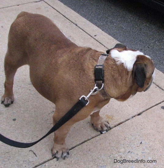 Topdown view of the front right side of a brown with white and black English Bulldog that is standing on a sidewalk, it is looking to the right at a car passing by it.
