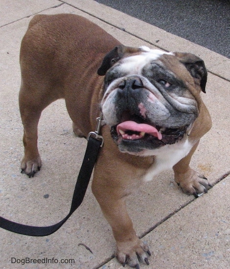 Topdown view of the front right side of a brown with white and black English Bulldog that is standing on a sidewalk, it is looking up, to the left, its mouth is open and its tongue is out.