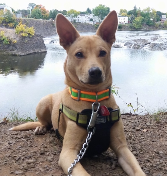 A tan, large perk-eared dog laying down in front of a body of water with moving rapids behind it and houses in the far distance past the water.