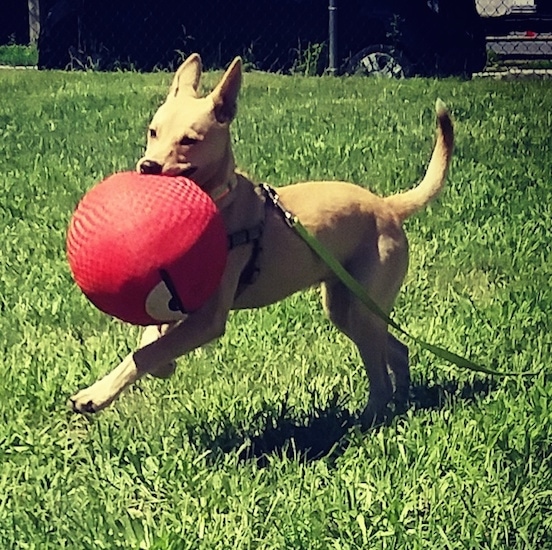 Action shot - A tan, large perk-eared dog running across grass with a big red dodge ball in its mouth.