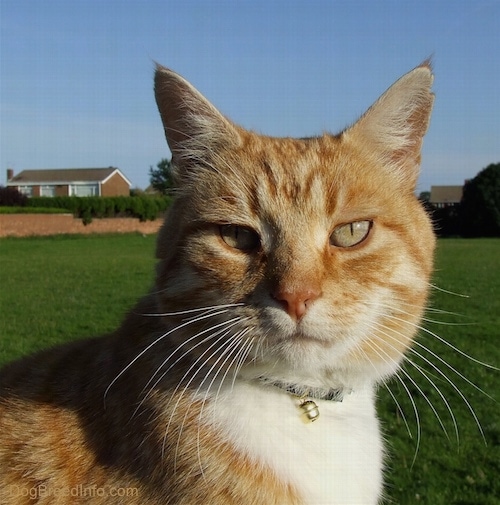 Close Up - Orange Tabby cat is sitting outside with green grass and a house in the background