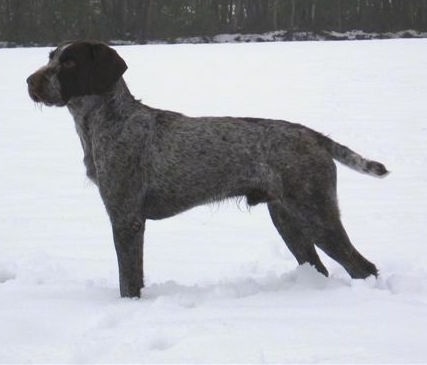 Left Profile - Abel the Cesky Fousek is standing in a field of snow