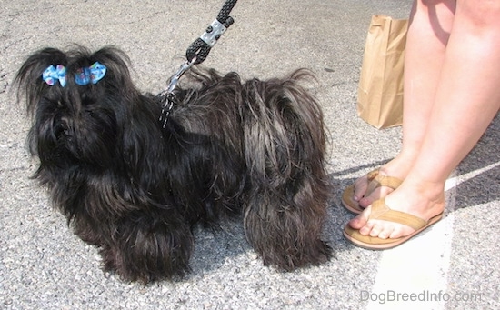 Apple the Imperial Shih Tzu is standing in a parking lot and it has a light blue ribbon in its hair. There is a person in sandals holding a paper bag behind it