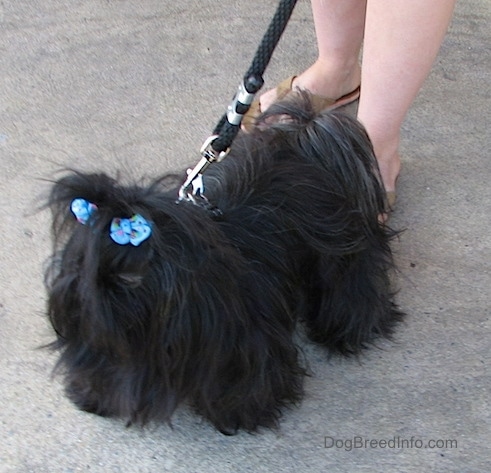 Apple the Chinese Imperial Dog is standing on a sidewalk and there is a person behind her holding her leash
