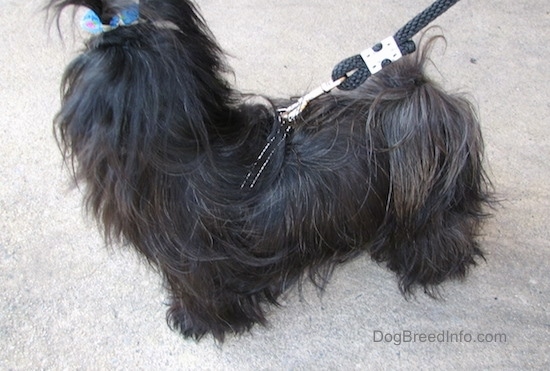 Side view - Apple the black longhaired Chinese Imperial Dog is standing in a parking lot