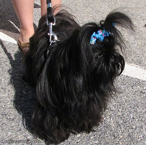 Apple the Chinese Imperial Dog is standing in a parking lot with two blue ribbons in her hair.