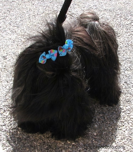Apple the Chinese Imperial Dog is having her hair blown in the wind in a parking lot while on a leash