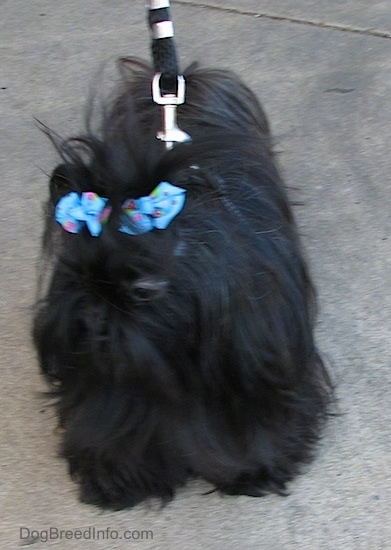 Apple the Chinese Imperial Dog is standing on a sidewalk looking to the left while on a leash with two blue ribbons in her hair