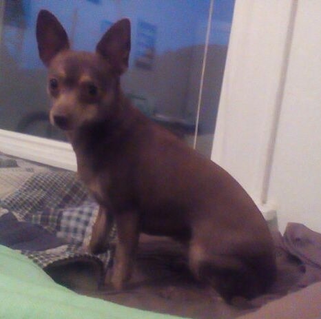 Saki the Chipin is sitting on a bed in front of a window