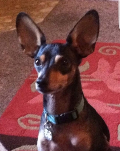 Shoeless Joe Jackson the black and tan ChiPin has very large ears and is sitting on a red rug