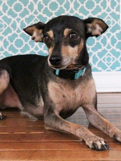 Shoeless Joe 'Jackson' the ChiPin is laying on a hardwood floor with a teal and white wall behind it. His ears are level with the top of his head