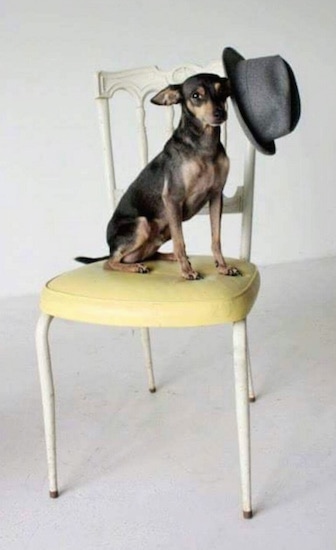 Shoeless Joe 'Jackson' the black and tan ChiPin is sitting a yellow and white chair and there is a gray hat hanging on the corner of the chair