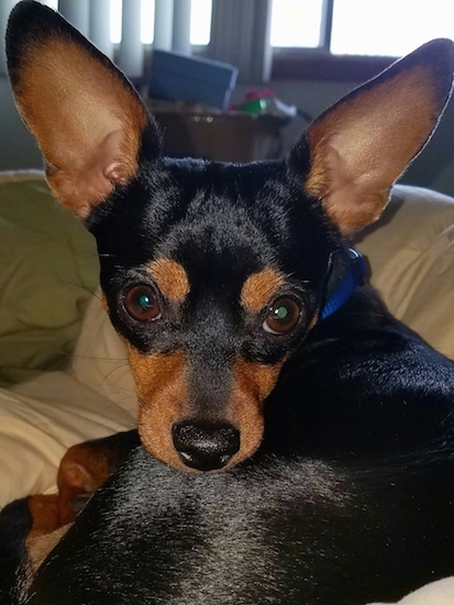 Bennie the black and tan Chipin laying down on the bed looking back at the camera. His coat is very shiny and healthy looking.