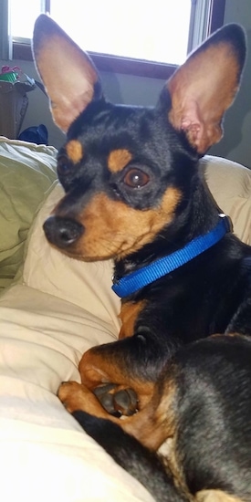 Bennie the black and tan Chipin wearing a blue collar laying down on the bed looking off into the distance with a window behind him