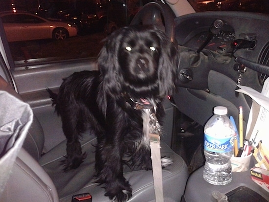 A medium-sized black dog standing in the front driver's seat of a car looking at the person taking the picture in the direction of the passenger's seat.