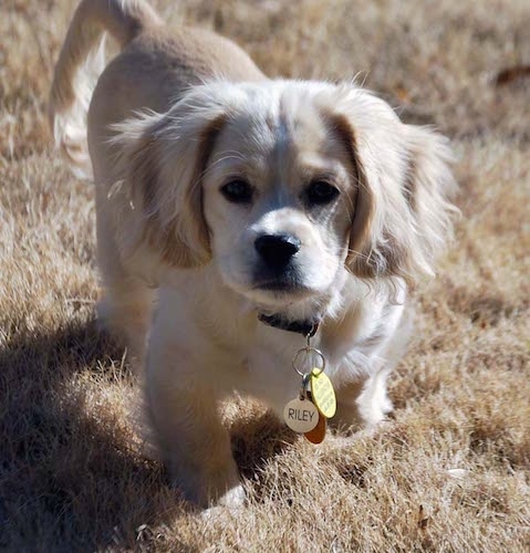 A tan Cocker Spaniel/Pekingese mix breed dog trotting through the brown grass with several dog tags hanging from his collar