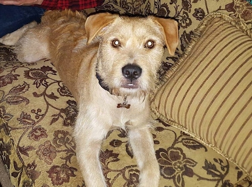 A medium-sized, wiry looking, rose eared, tan with white mix breed dog is laying on a tan floral print couch next to a tan striped pillow. It is looking at the camera.