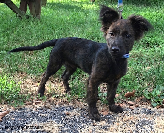 A fringe perk-eared, brown brindle mixed breed puppy is standing on a paved driveway in front of grass and it is looking to the left of its body.