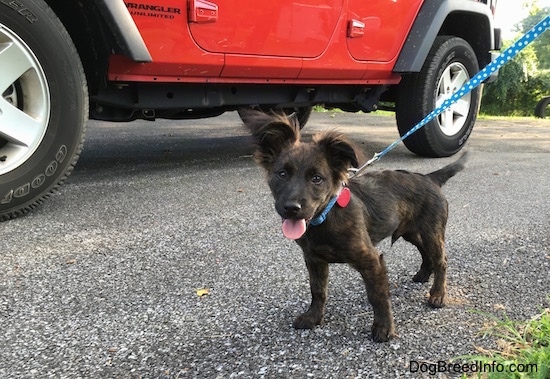 A brindle mixed breed puppy is standing on a black top surface and next to a red Jeep Wrangler. The Jeep towers over the puppy