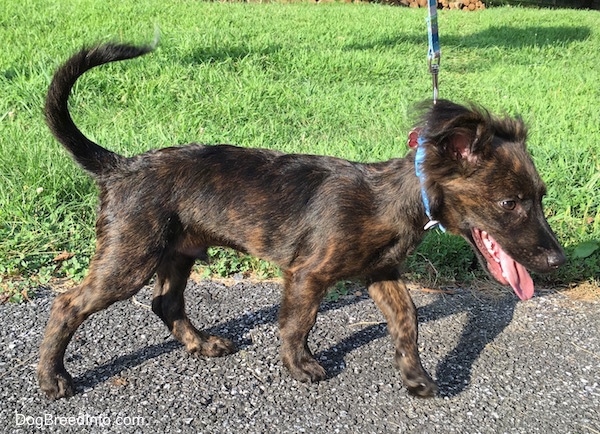 Side view - A panting brindle mixed breed puppy is walking across a black top surface with its tail up.
