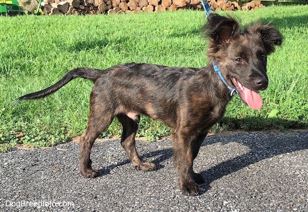 Front side view - A brindle mixed breed puppy is standing on a blacktop surface with grass behind it looking towards the camera. Its mouth is open and tongue is out. It has longer fringe hair on its ears.