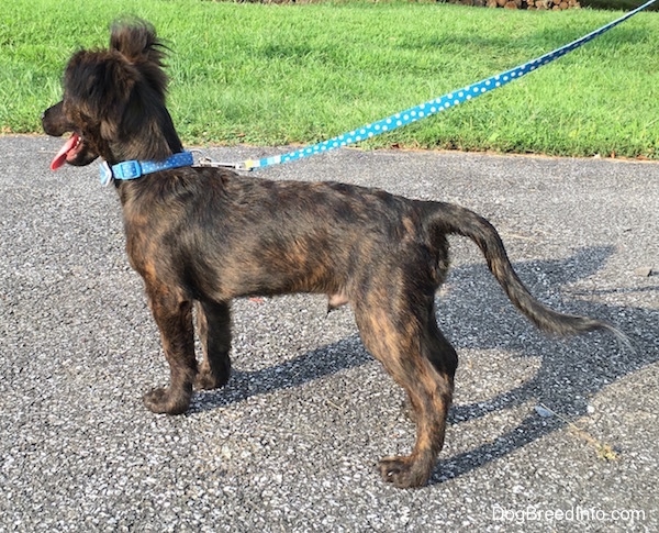 The backside of a panting, brindle mixed breed puppy wearing a blue collar standing on a black top surface while connected to a blue leash. It is holding its tail low.
