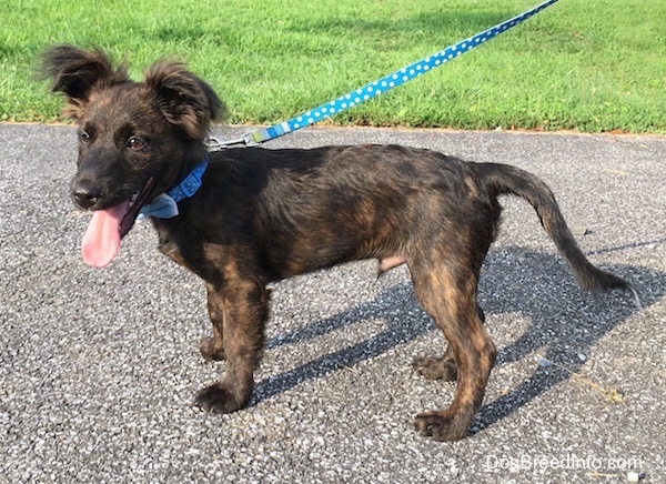 Left Profile - A panting, brindle mixed breed puppy is standing on a black top surface looking happy and holding its tail low.