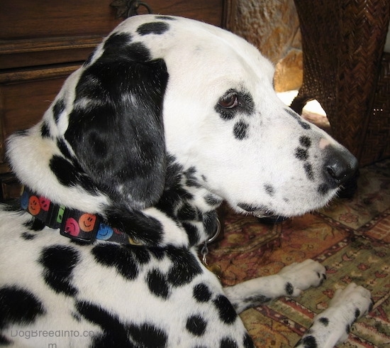 Front side view of a white dog with black patchy spots on it laying down in a living room looking to the right. The dog's collar has happy faces on it.