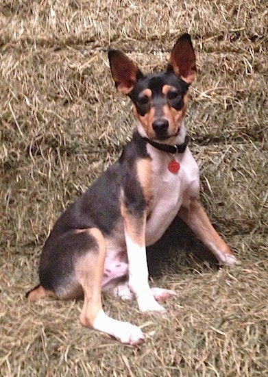 A perk-eared, tricolor, black, tan and white terrier dog in a barn leaning against hay bales.