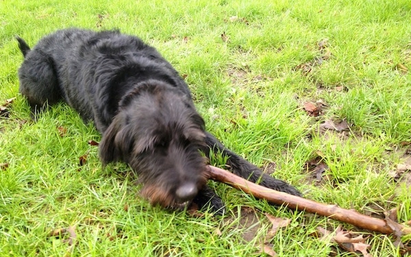 Sacha the Dobie Schnauzer is laying in a field with a large stick in its mouth
