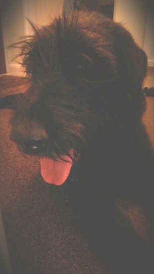 Close Up - Sacha the Dobie Schnauzer is laying on a carpet with its mouth open and tongue out