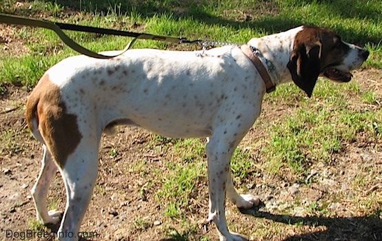 An American English Coonhound standing outside in the grass with its tail tucked under between its legs
