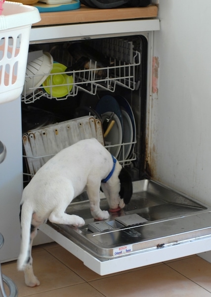 A white with black dog with three paws up on top of an open, fully stacked dishwasher licking the bottom of it.