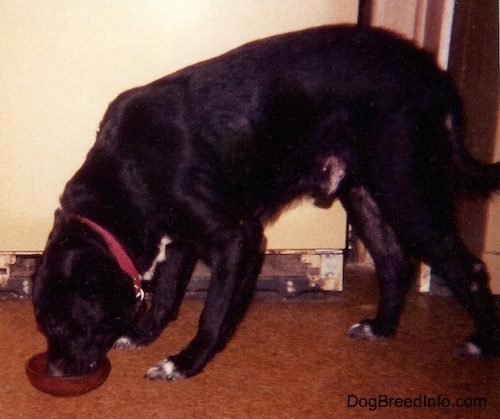 A black with white dog is standing in a room and it is eating food out of a brown dish in front of an old yellow refridgerator that is missing the bottom vent grate.