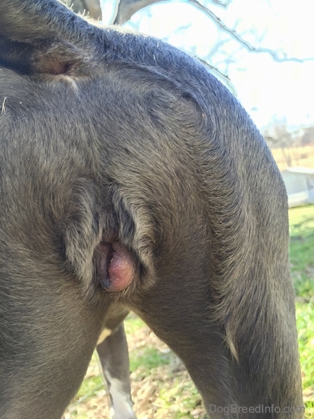 The back end of a spayed female dog standing outside showing her swollen infected vulva