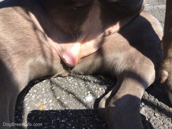 The bottom belly area of a dog who is sitting on its bum outside on blacktop with a pink swollen bubble popping out of her lower belly