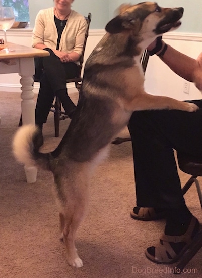 The right side of a gray and white with tan dog that is jumping up on a guest who is sitting in a chair at a party with a glass of white wine on a table to the left and a second person sitting in the background
