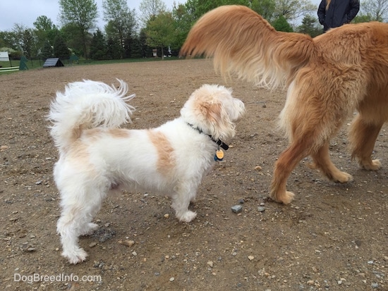 A Basset Hound Poodle mix dog smelling the back end of a Golden Retriever