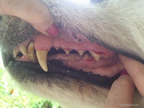 A hand with red fingernails lifting the lip of a white dog exposing his teeth.