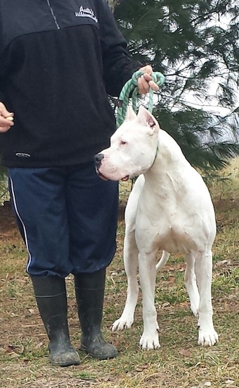 Dogo Argentino Dog Breed Pictures, 2