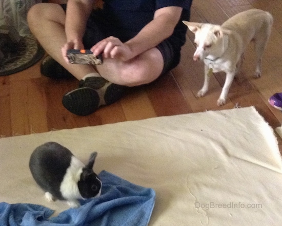 A gray and white dwarf Netherland bunny on a tan blanket next to a blue towel with a small dog standing next to a human who is sitting taking a picture in front of the blanket on a hardwood floor
