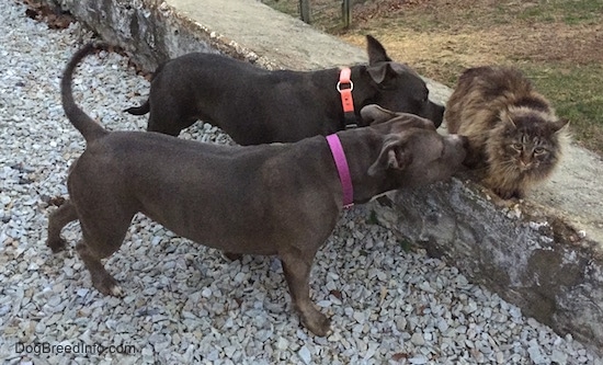 The right side of a black with white American Bully and a gray with white Pit Bull Terrier are smelling a cat that is on top of a stone wall
